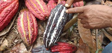 AGROIDEAS rinde homenaje a mujeres productoras de cacao que lideran empresa de chocolatería en la región San Martín