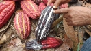 Mujeres productoras de cacao que lideran empresa de chocolatería_2